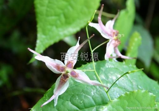 Epimedium P.E.